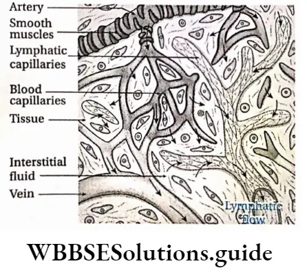 Biology Class 11 Chapter 18 Body Fluids And Circulation Lymphatic Vessels And Lymphatic Flow