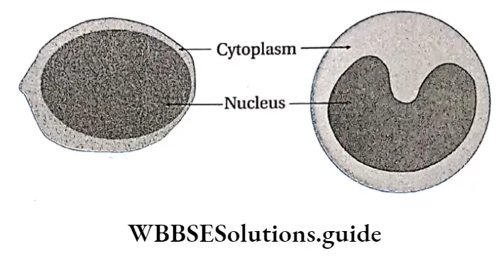 Biology Class 11 Chapter 18 Body Fluids And Circulation Lymphocyte Monocyte