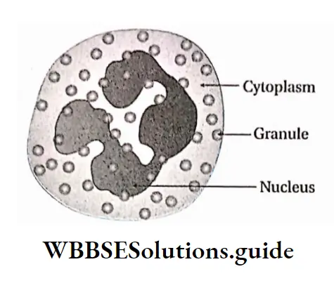 Biology Class 11 Chapter 18 Body Fluids And Circulation Neutophil