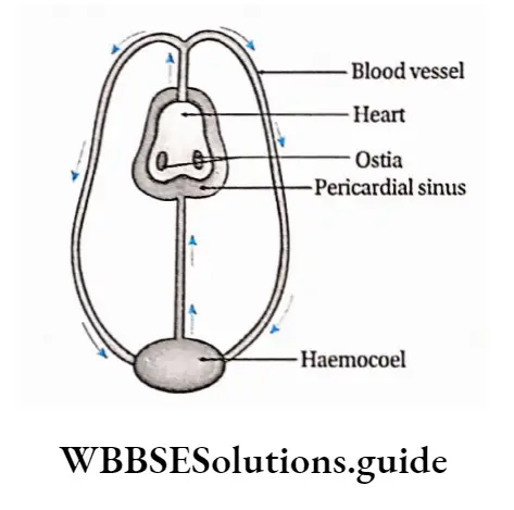 Biology Class 11 Chapter 18 Body Fluids And Circulation Open Circulatory system