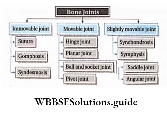Biology Class 11 Chapter 20 Locomotion And Movement Bone Joints