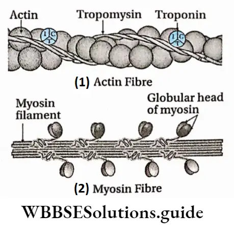 Biology Class 11 Chapter 20 Locomotion And Movement Contractile Proteins Of Skeletal Muscles fibres