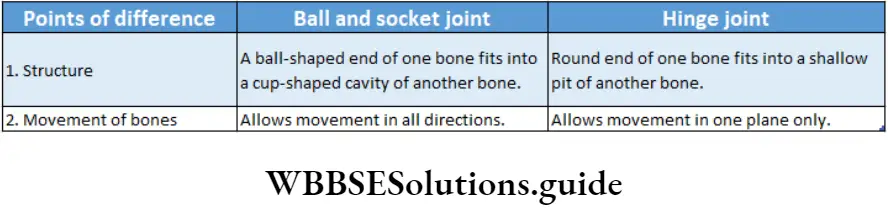 Biology Class 11 Chapter 20 Locomotion And Movement Differeence Bbetween Ball And Socket Joint And Hinge Joints