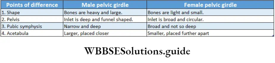 Biology Class 11 Chapter 20 Locomotion And Movement Differences Between Male Pelvic Gridle And Female Pelvic Girdle