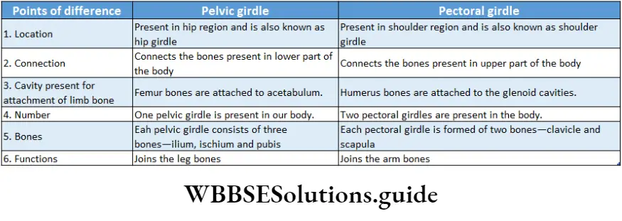 Biology Class 11 Chapter 20 Locomotion And Movement Differences Between Pelvic And pectoral Girdles