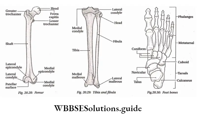 Biology Class 11 Chapter 20 Locomotion And Movement Femur,Tibia and fibula, foot Bones