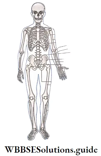 Biology Class 11 Chapter 20 Locomotion And Movement Human Skeletal Sysytem