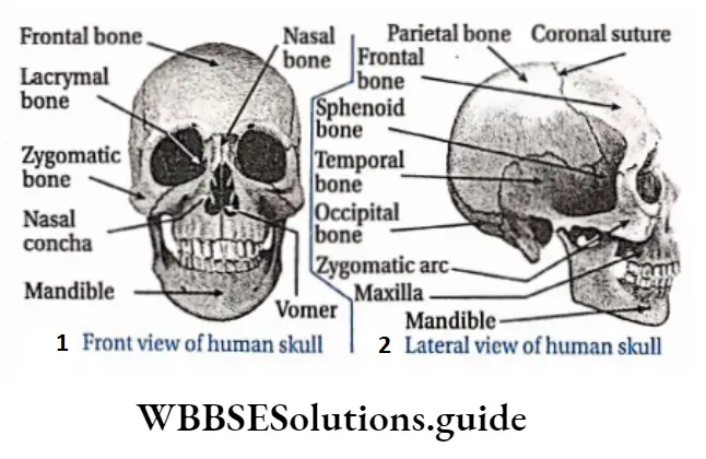 Biology Class 11 Chapter 20 Locomotion And Movement Human skull