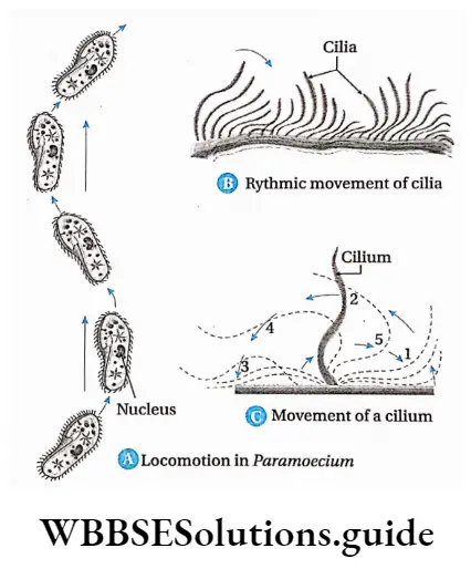 Biology Class 11 Chapter 20 Locomotion And Movement Locamotion In Paramoecium