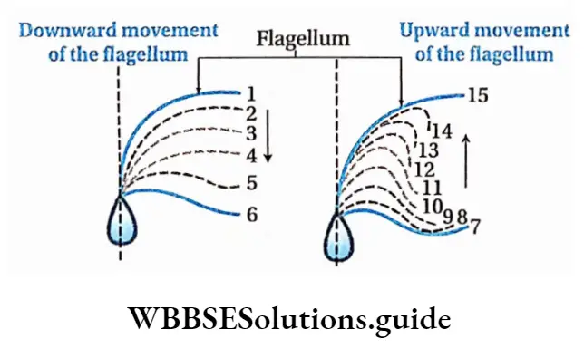 Biology Class 11 Chapter 20 Locomotion And Movement Movement Of flagellum
