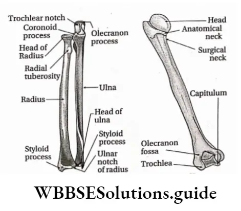 Biology Class 11 Chapter 20 Locomotion And Movement Radius And Ulna And Humerus