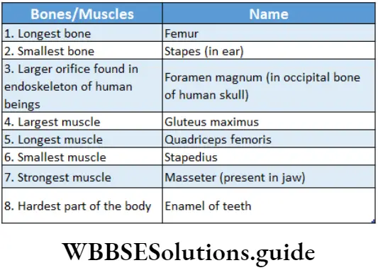 Biology Class 11 Chapter 20 Locomotion And Movement Some Important Bones And Muscles Of Human Body