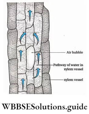 Biology class 11 chapter 11 Transport In Plants Continuous column ofwater in xylem vessel