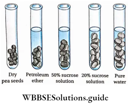 Biology class 11 chapter 11 Transport In Plants Imbibition ofdry pea seeds in various liquids