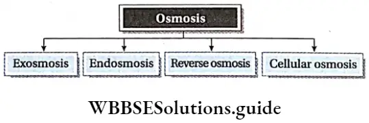 Biology class 11 chapter 11 Transport In Plants Osmosis