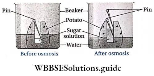 Biology class 11 chapter 11 Transport In Plants Potato osmoscope