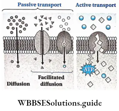 Biology class 11 chapter 11 Transport In Plants Three methods of transport ofions through cell membrane— diffusion,facilitated diffusion and active transport