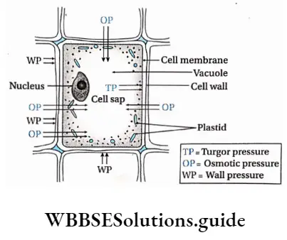 Biology class 11 chapter 11 Transport In Plants Turgor pressure, osmotic pressure and wall pressure in a cell