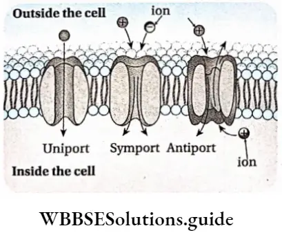 Biology class 11 chapter 11 Transport In Plants Uniport, symport and antiport infacilitated diffusion
