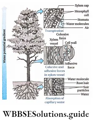 Biology class 11 chapter 11 Transport In Plants Upward movement of water