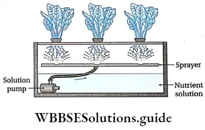 Biology class 11 chapter 12 Mineral Nutrition Aeroponics