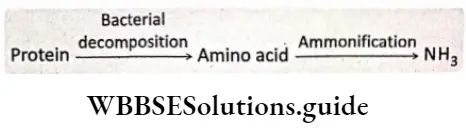 Biology class 11 chapter 12 Mineral Nutrition Amino acid