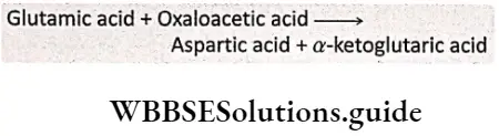 Biology class 11 chapter 12 Mineral Nutrition Aspartic acid