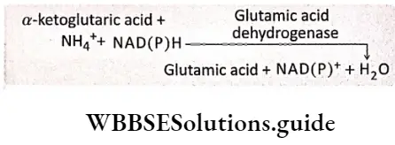 Biology class 11 chapter 12 Mineral Nutrition Glutamic acid