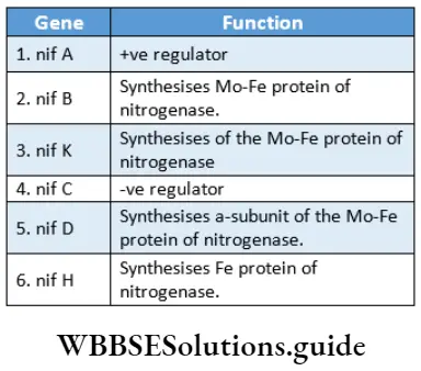 Biology class 11 chapter 12 Mineral Nutrition Nif gene