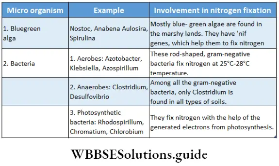 Biology class 11 chapter 12 Mineral Nutrition Non-symbiotic microorganisms involved in nitrogen fixation