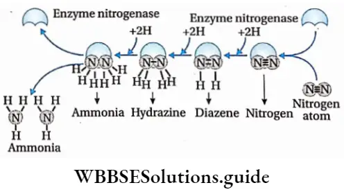 Biology class 11 chapter 12 Mineral Nutrition Schematic representation ofprogressive reduction ofnitrogen during nitrogenfixation