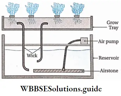 Biology class 11 chapter 12 Mineral Nutrition Wick system