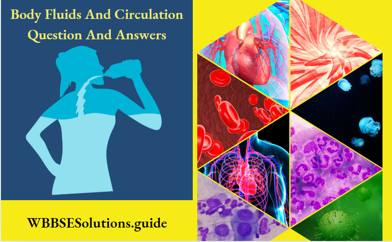 Body Fluids And Circulation Question and Answers