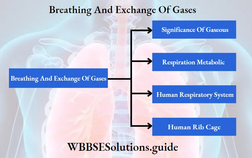 Breathing And Exchange Of Gases