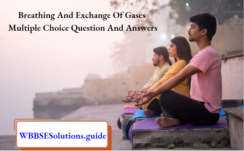 Breathing And Exchange Of Gases Multiple Choice Question and Answers