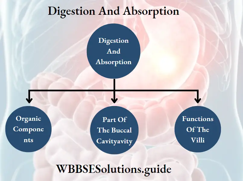 Digestion And Absorption