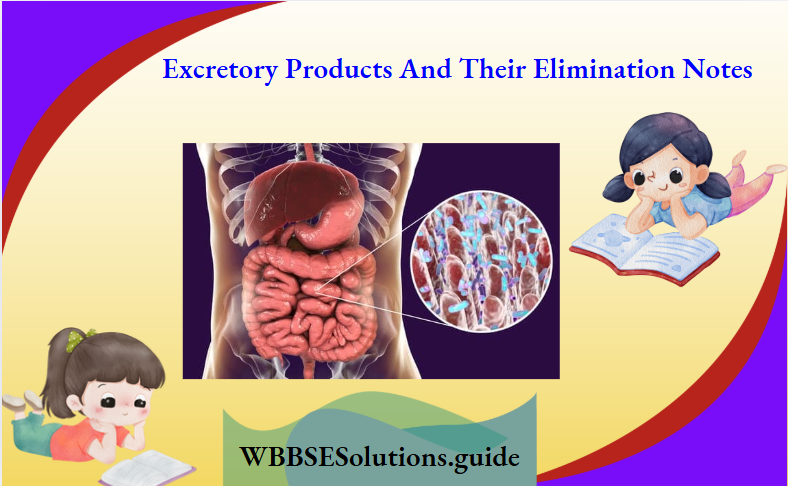 Excretory Products And Their Elimination Notes