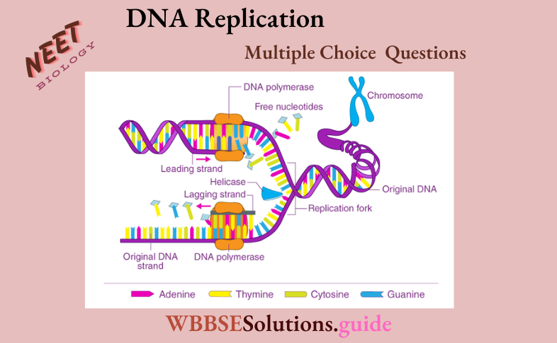 NEET Biology DNA Replication Multiple Choice Question And Answers