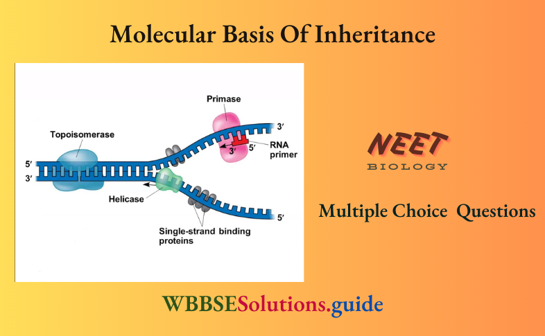 NEET Biology Molecular Basis Of Inheritance Multiple Choice Question And Answers