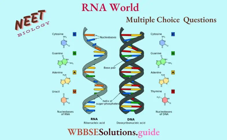 NEET Biology RNA World Multiple Choice Question And Answers