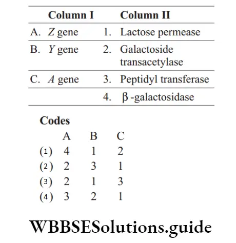 NEET Biology Regulation Of Gene Expression MCQs Question 24 Match the Following Coloumns