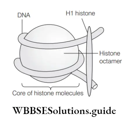 NEET Biology The DNA MCQs Core of histone molecules answer
