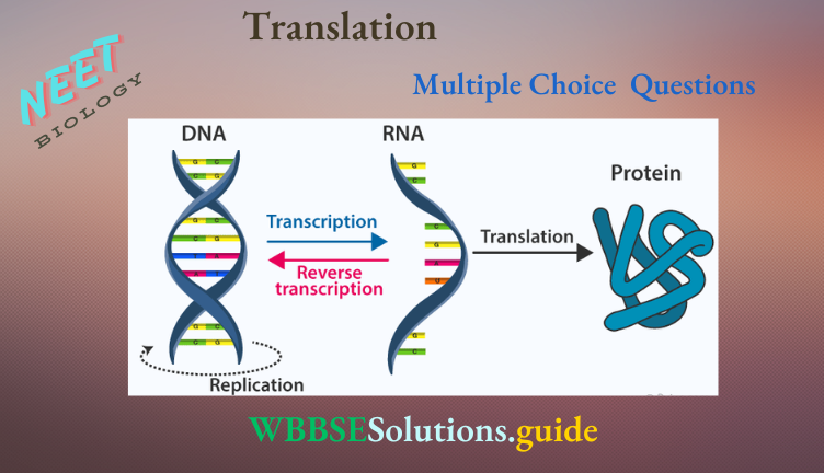 NEET Biology Translation Multiple Choice Question And Answers