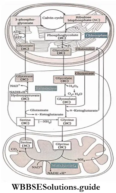 Process and Significance Of Photorespiration Notes - WBBSE Solutions