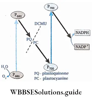 Photosynthesis in higher plants DCMU prevent non-cyclic photophosphorylation