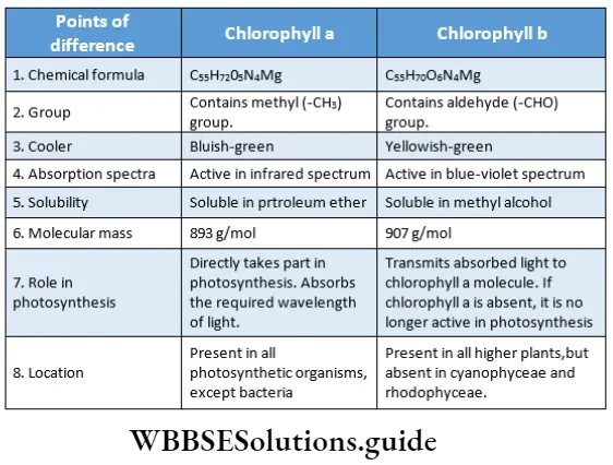 Photosynthesis in higher plants Differences between chlorophyll a and chlorophyll b