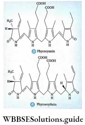 Photosynthesis in higher plants Molecular structure of Phycocyanin and Phycoerythrin