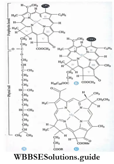 Photosynthesis in higher plants Molecular structure of