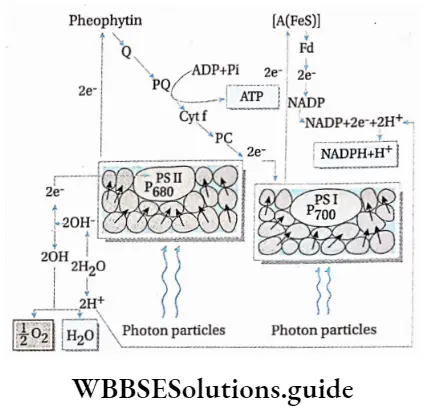 Photosynthesis in higher plants Non-cyclic photophosphorylation