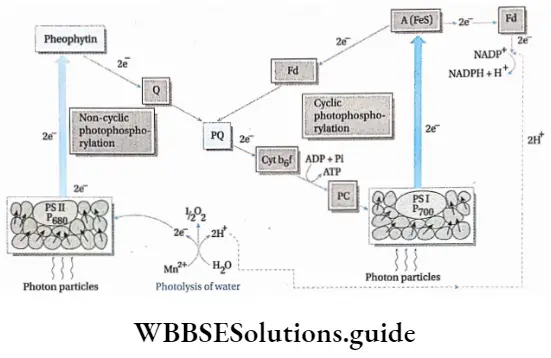 Photosynthesis in higher plants Relation between PS I and PS II, splitting ofwater andformation ofa reducing agent